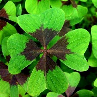 大发黄金版app下载app下载