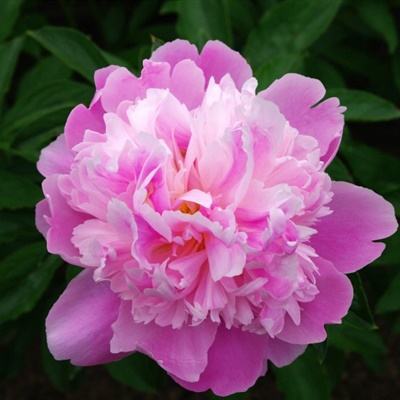 2023澳门管家婆资料正版大全app下载截图